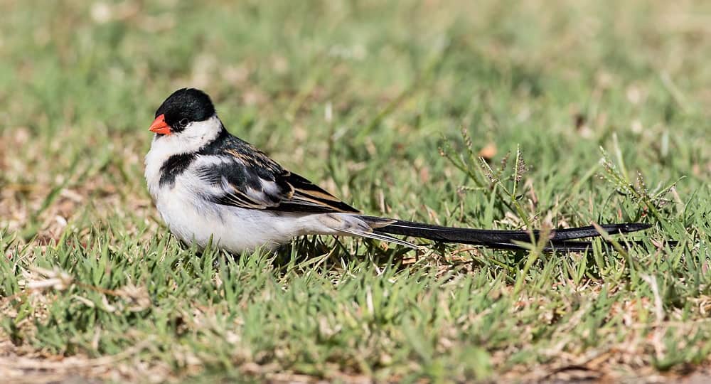 Birding in rural Uganda