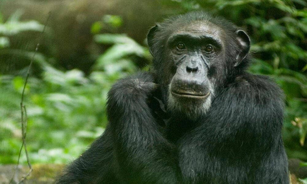 chimpanzee in uganda