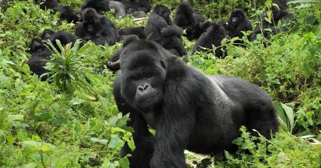 gorilla-trekking-in-Uganda