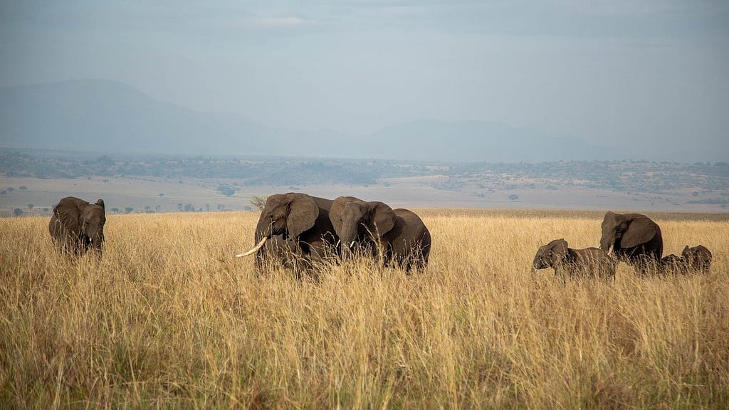 8-Day Big Five Safari