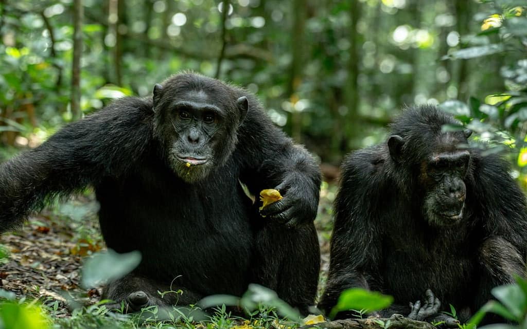 3-day-uganda-chimpanzee-tour