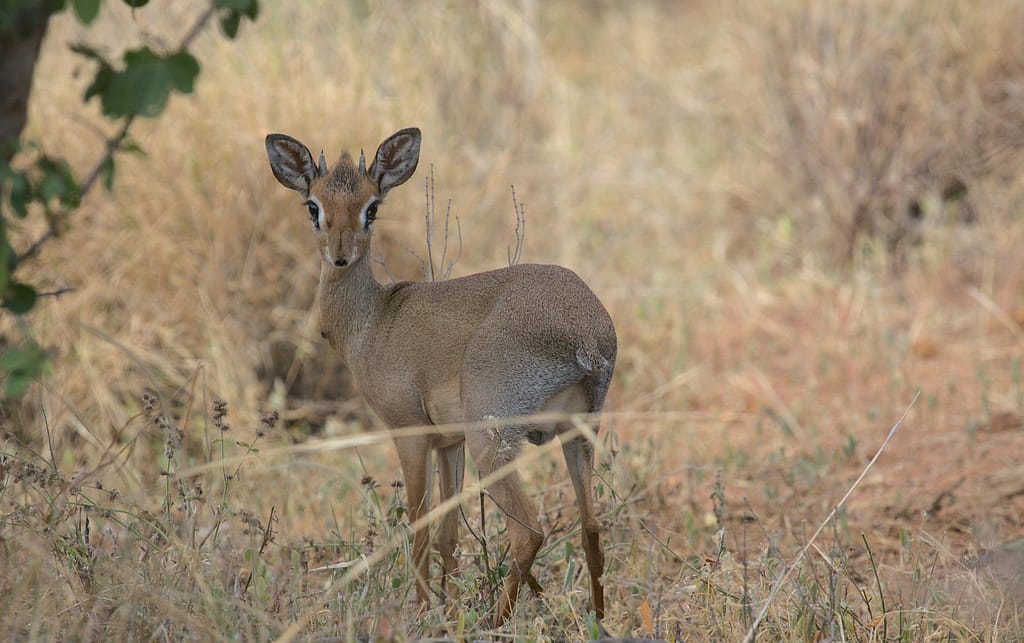 pian-upe-wildlife-reserve