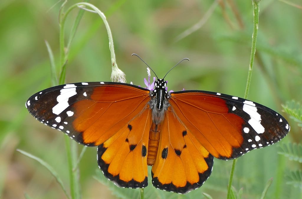 7-day-butterfly-viewing-safari