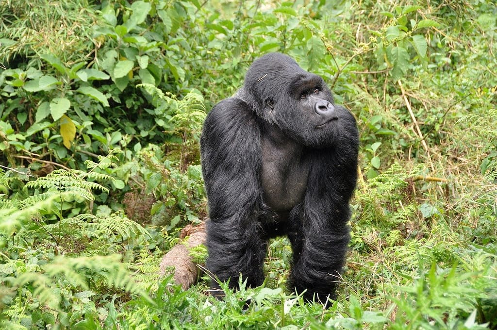 4-day-gorilla-trekking-uganda-rwanda