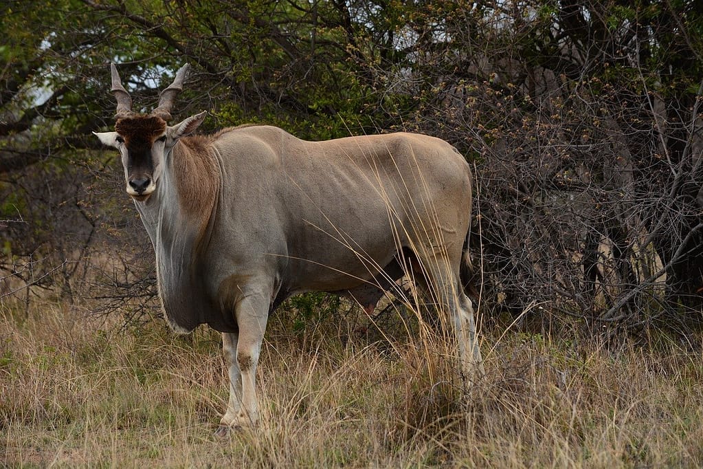 4-day Lake Mburo National Park Safari