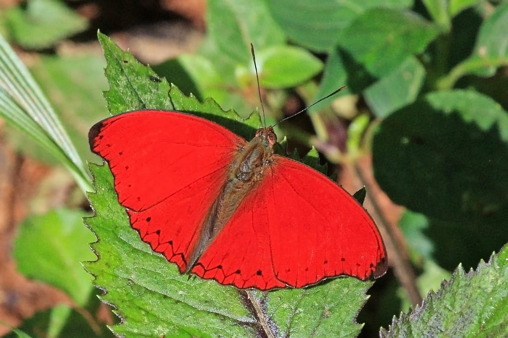 7-day-butterfly-viewing-safari