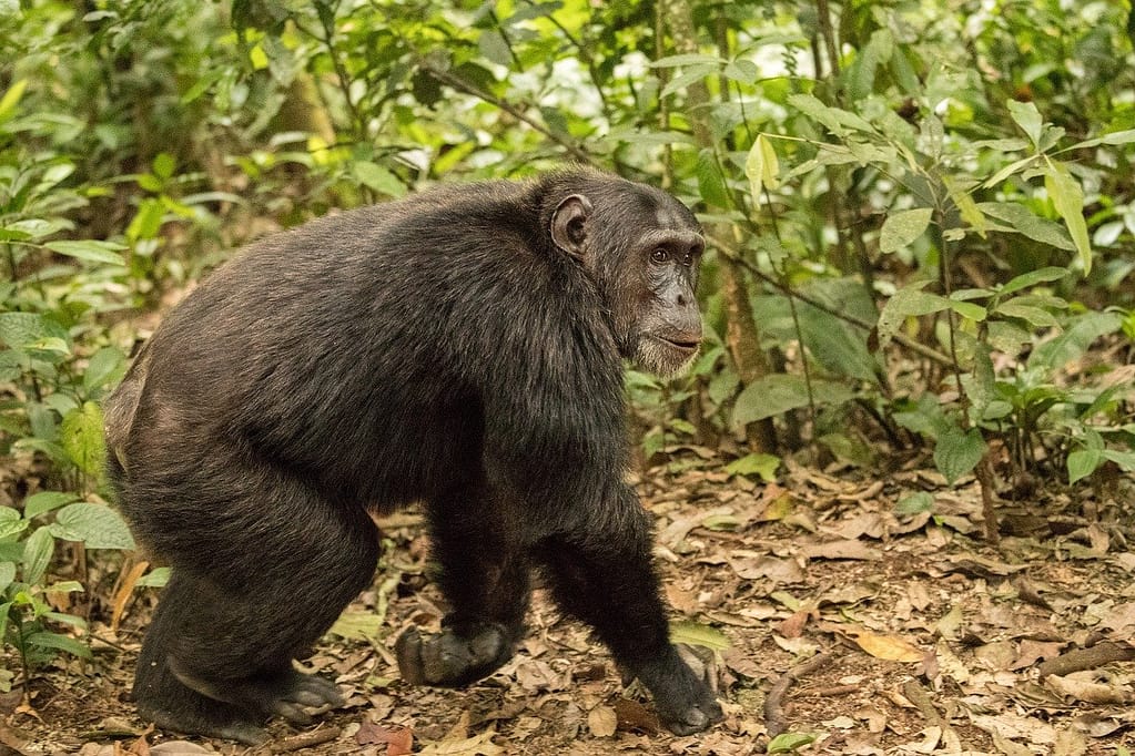 7-day-chimpanzee-tracking-safari