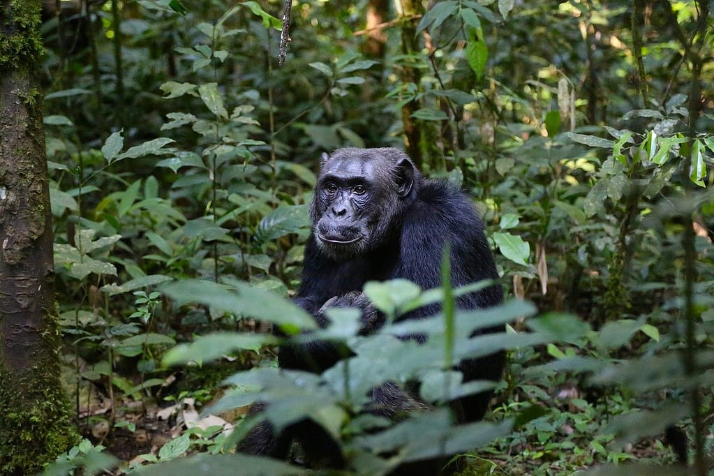 7-Day-Chimpanzee-Tracking-Safari