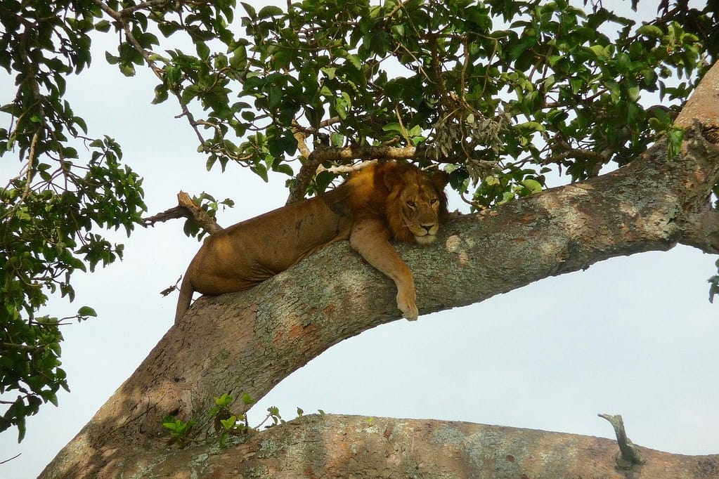 tree-climbing-lions