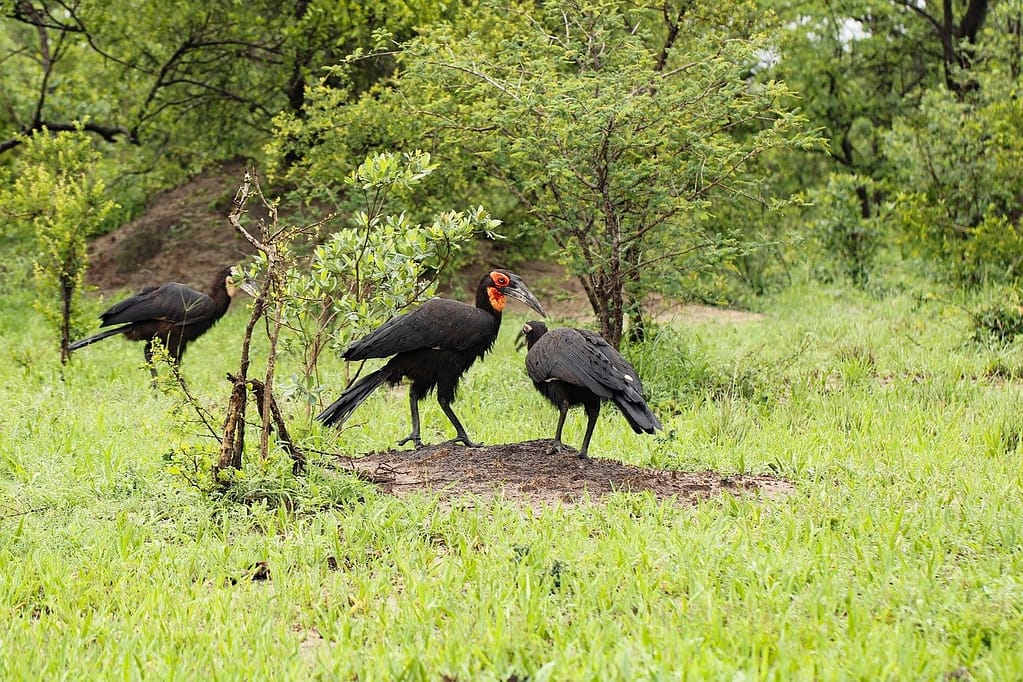 birding in rural Uganda