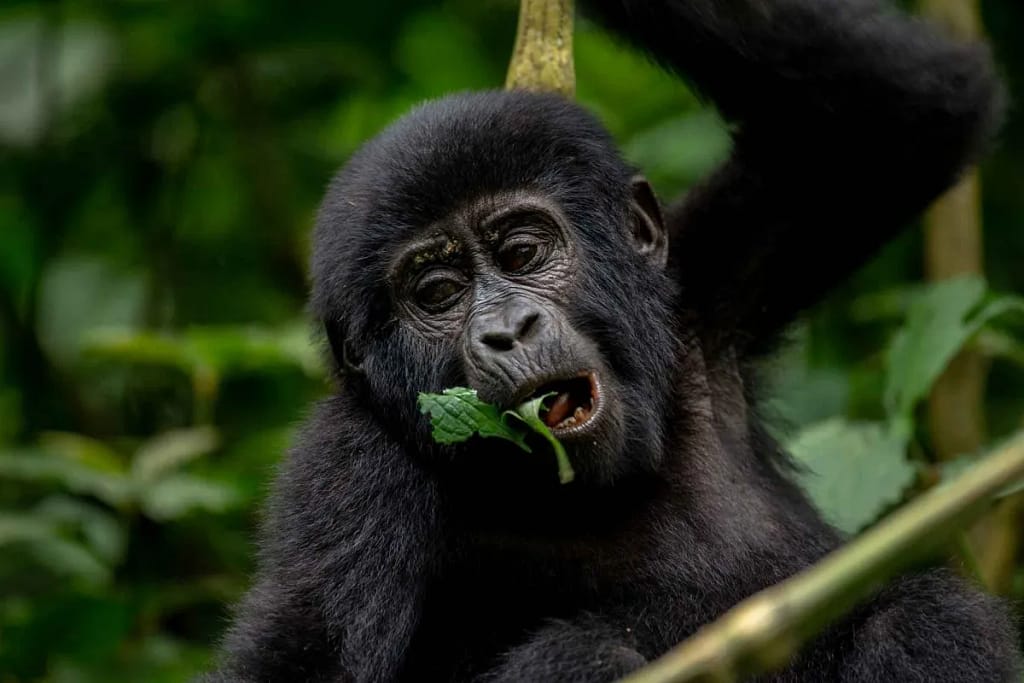 4-day-gorilla-trekking-in-uganda-Rwanda