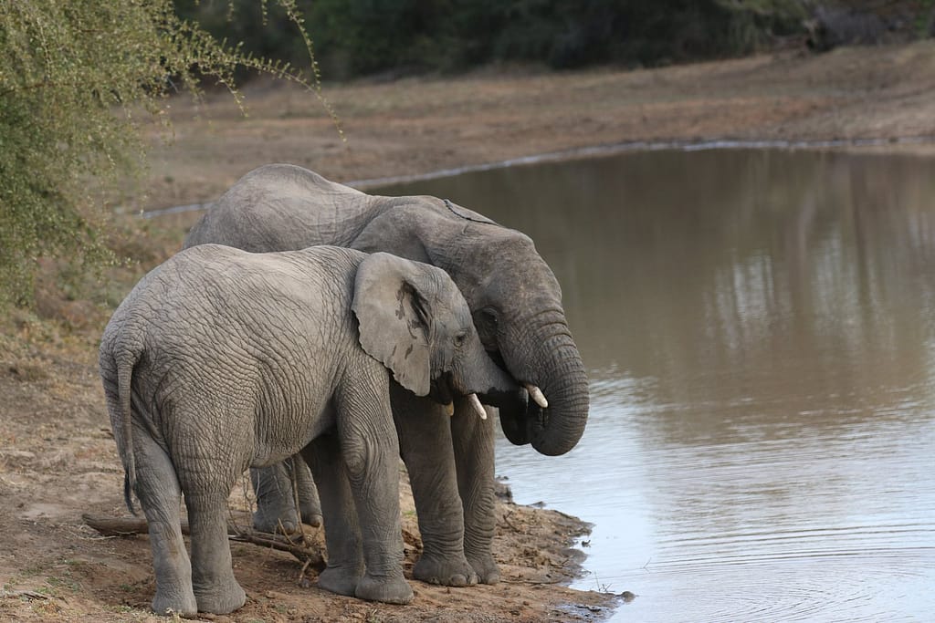 Wildlife-Safaris-Uganda