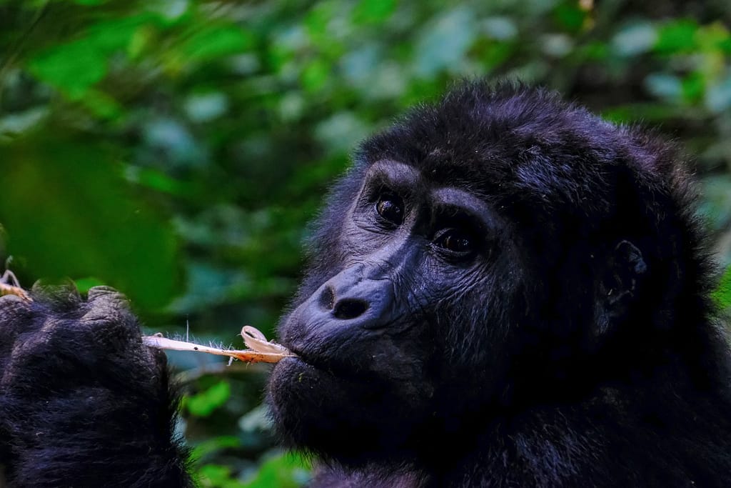 gorilla-trekking-in-uganda