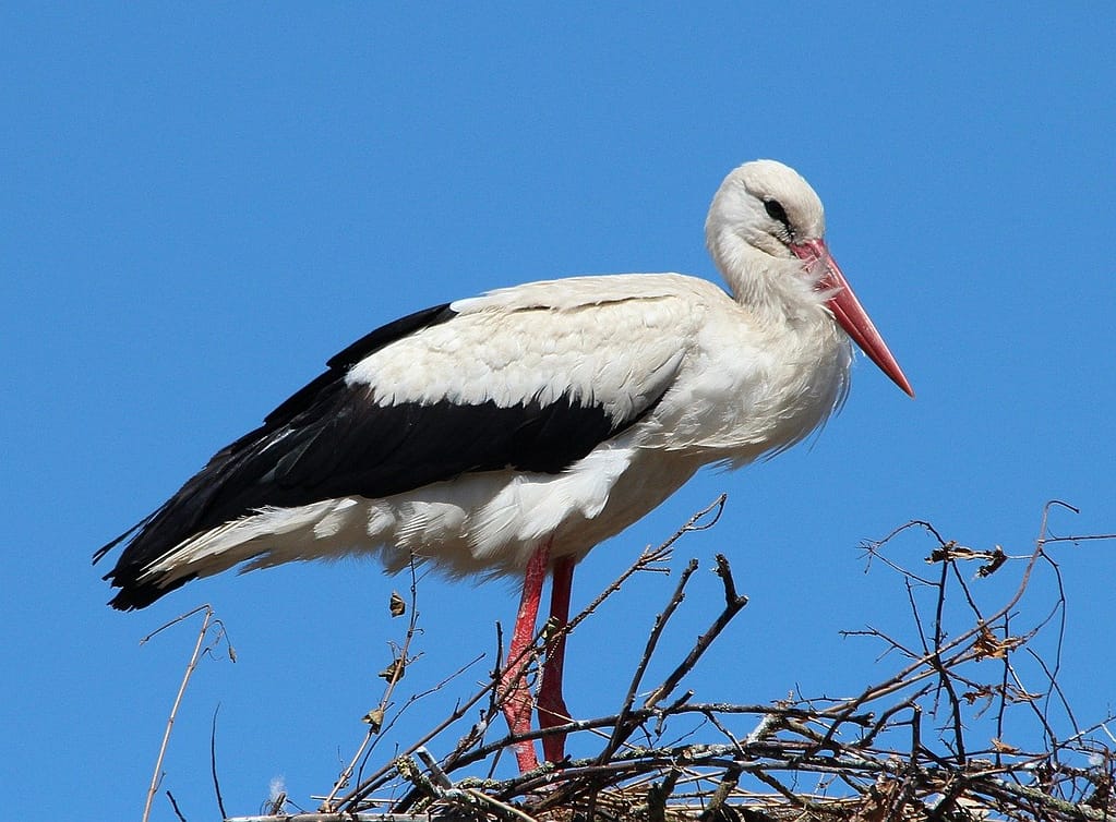 migrant-birds-of-uganda