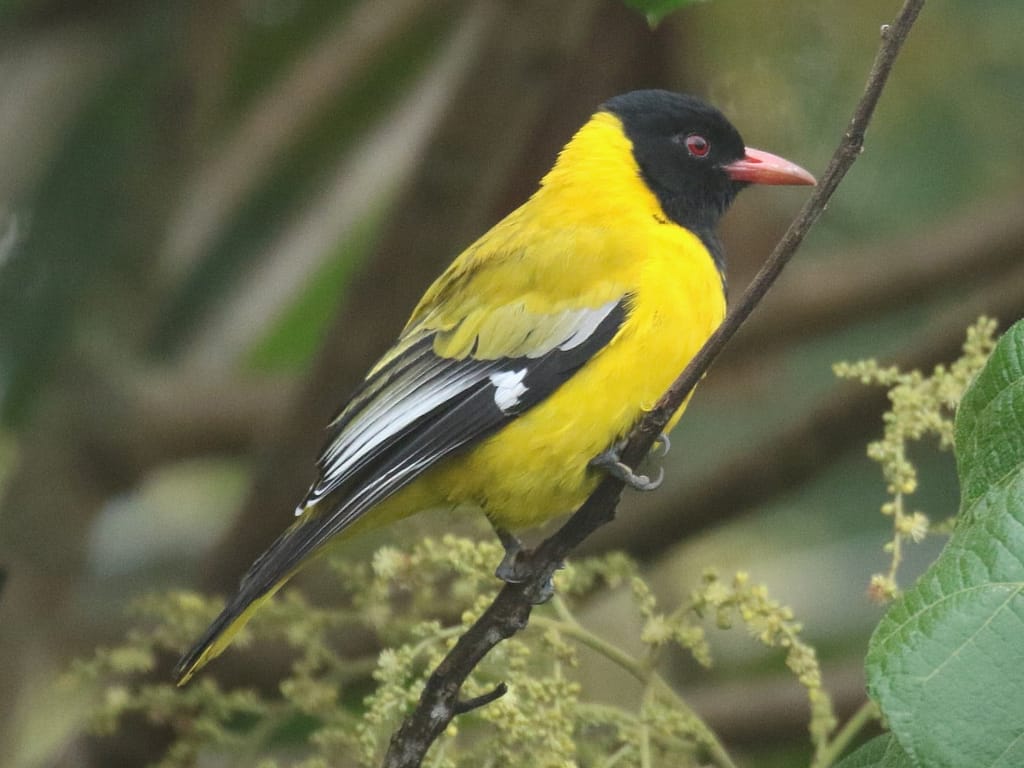 mountain-oriole-kibale-national-park