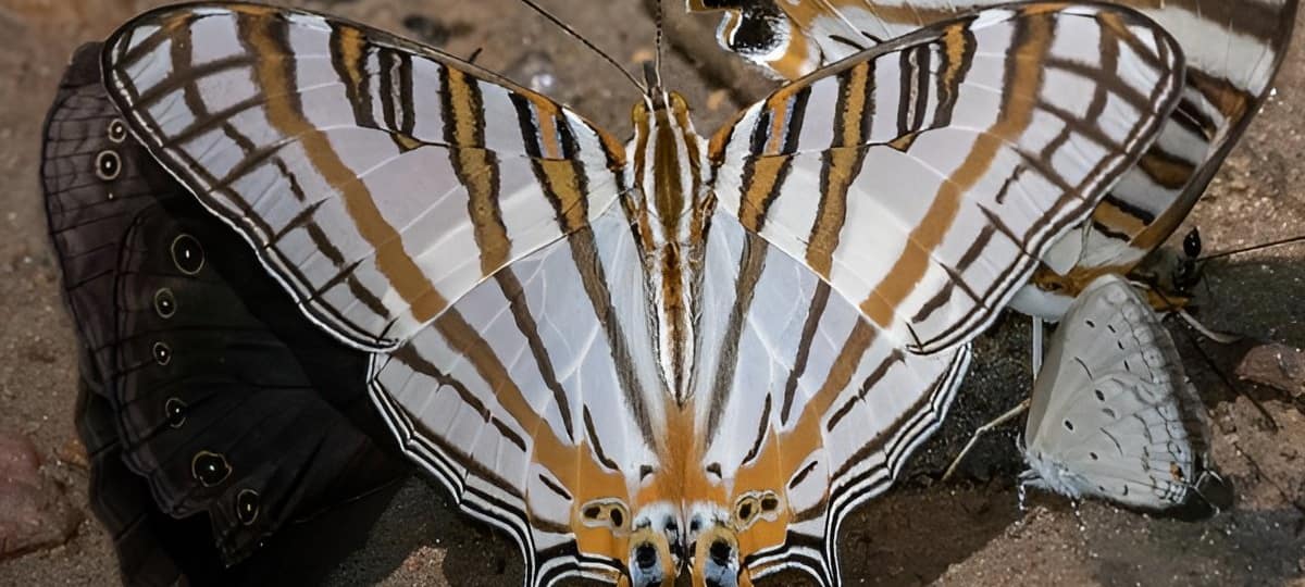 most-sought-after-butterflies-in-uganda