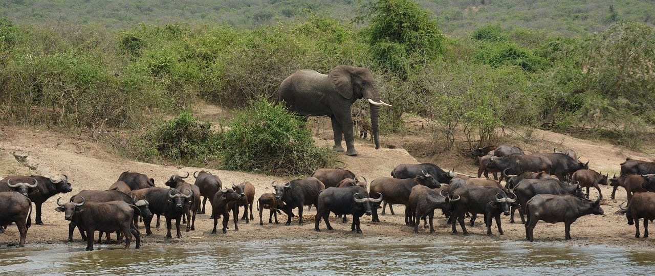 queen-elizabeth-national-park