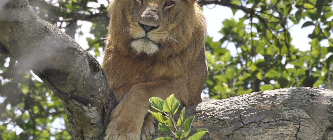 tailored-tours-in-uganda