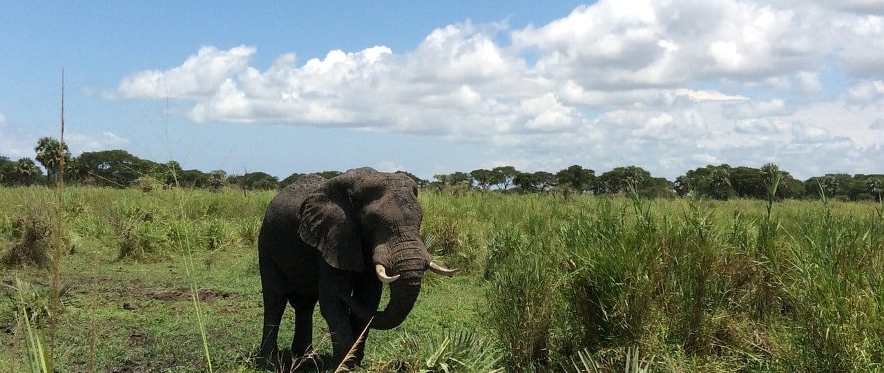 top-tourism-experiences-in-uganda-2024-2025