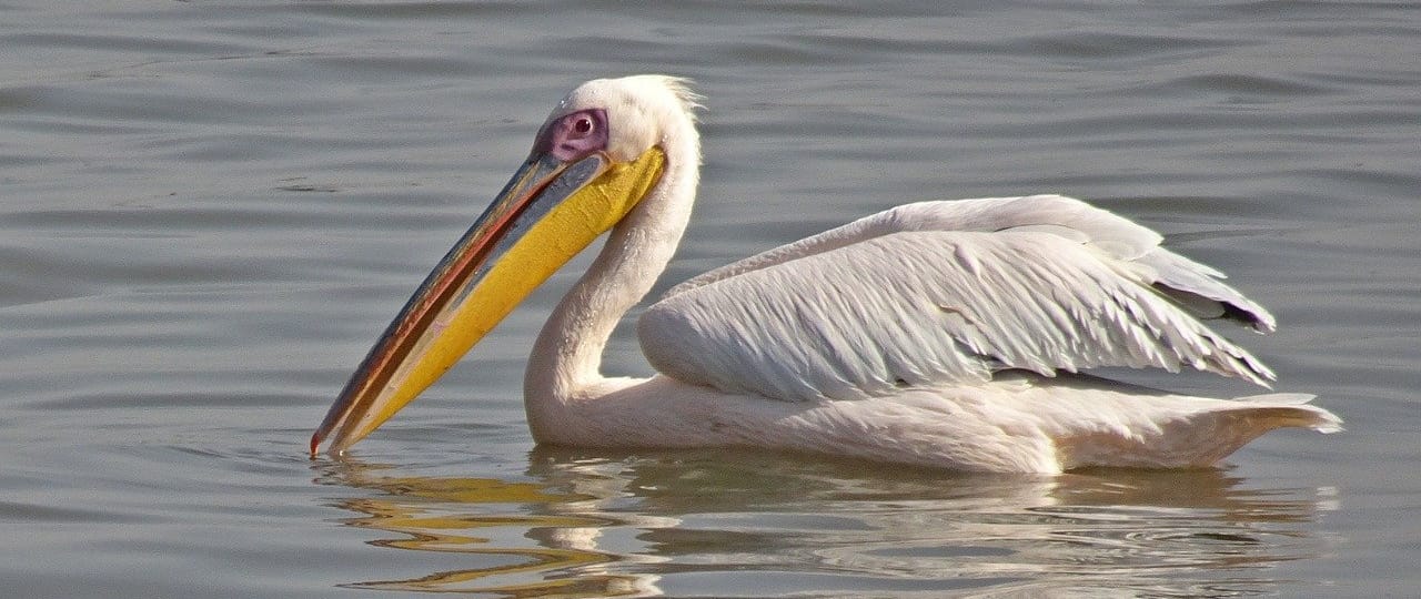 7-day-birdwatching-expedition