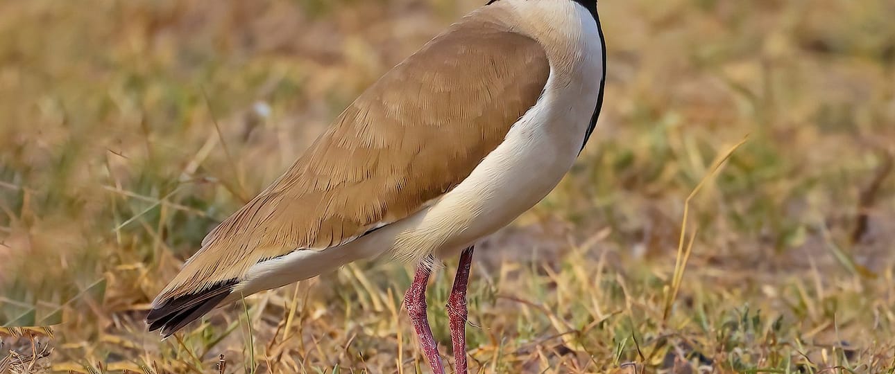 Black headed lapwing