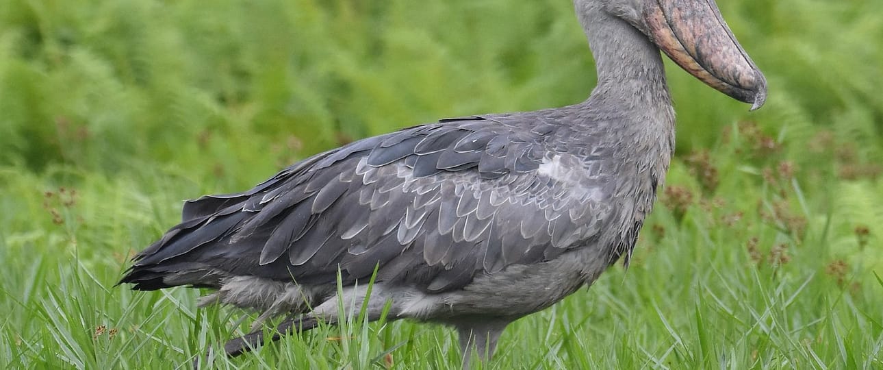 10 Rare Birds to See in Uganda