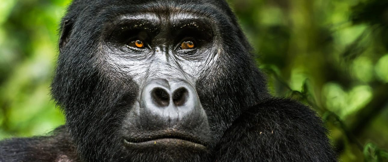 gorilla habituation experience