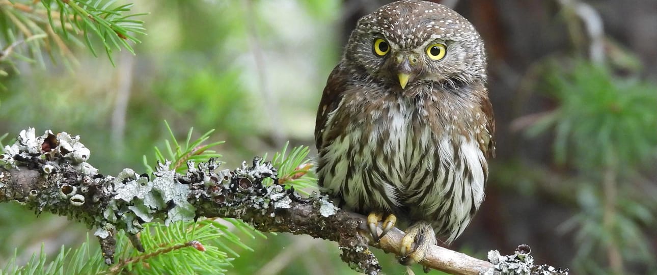 red-chested-owlet