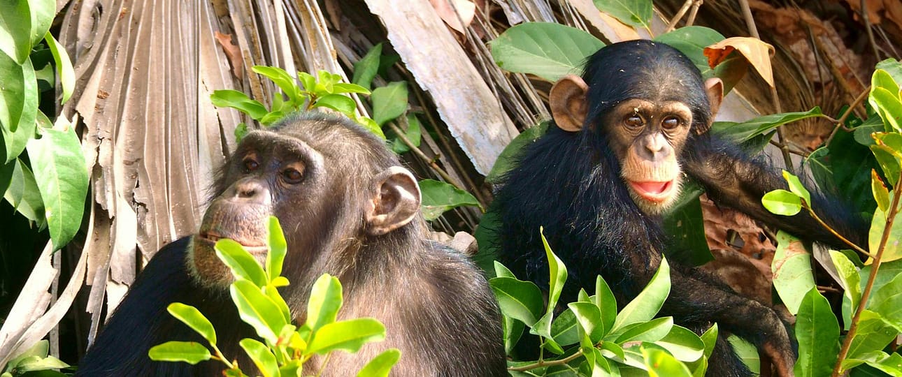 chimpanzee-tracking-in-uganda