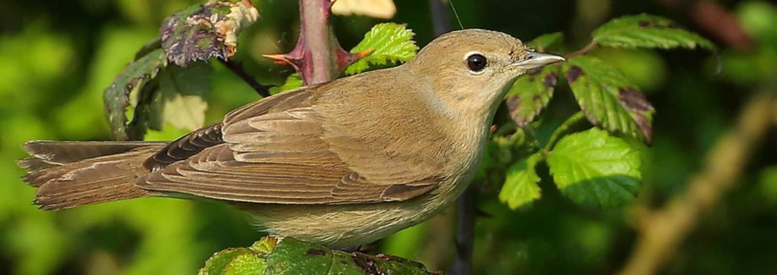 migrant-birds-of-uganda