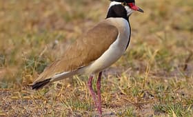 Black headed lapwing