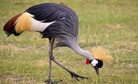 Gray crowned cranes