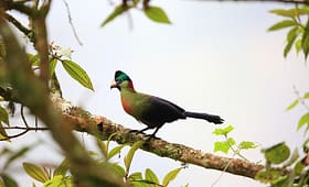 10-Rare-Birds-to-See-in-Uganda