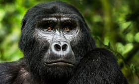 gorilla habituation experience