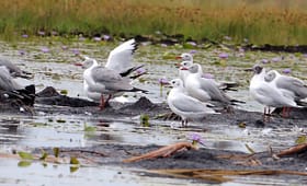 makanaga-wetland