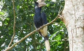 mpanga-forest