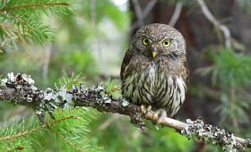 red-chested-owlet