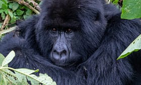 Adventures-Activities-in-Uganda