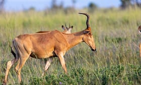 murchison-falls-national-park