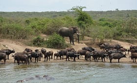 queen-elizabeth-national-park