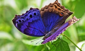 7-day-butterfly-viewing-safari