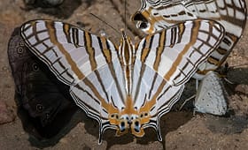 most-sought-after-butterflies-in-uganda