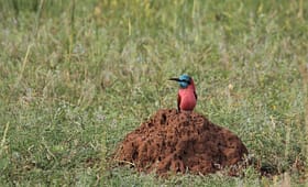 7-day-birdwatching-expedition