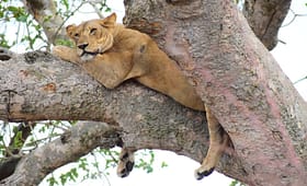 tree-climbing-lions