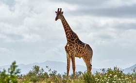 Giraffe population increases in Lake Mburo Uganda