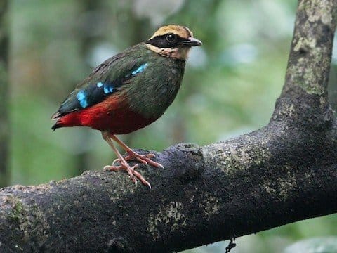 bird-watching-in-uganda