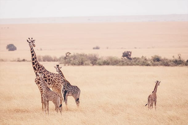 Magical Kenya