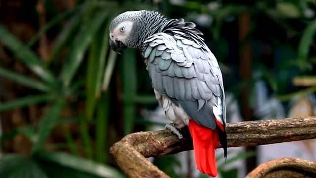 Birds-of-Kibale-Forest-National-Park