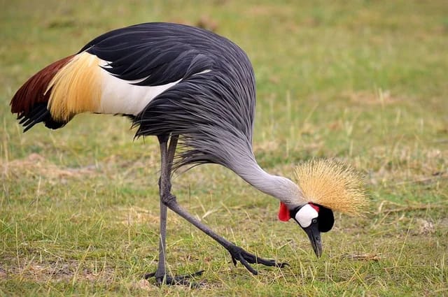 Gray crowned cranes