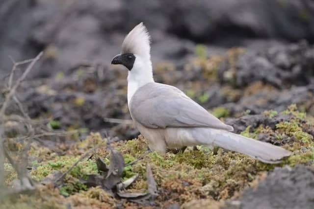 birds-of-kibale-forest-national-park